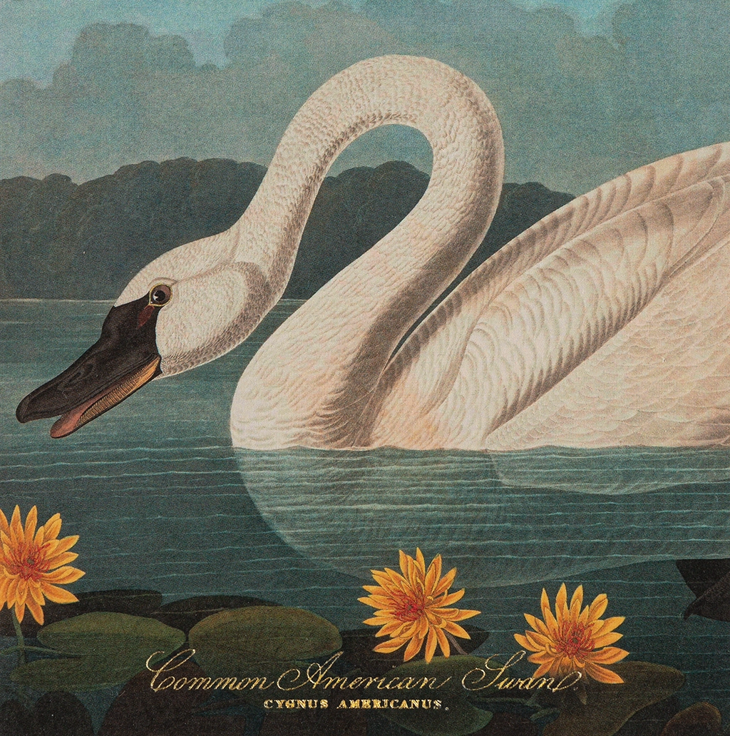 Common American Swan Matches