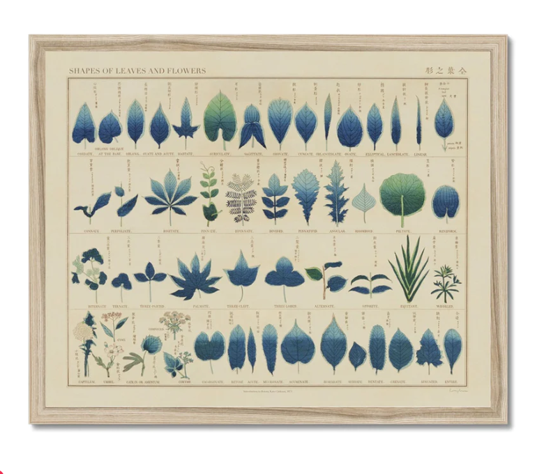 Shapes of Leaves & Flowers