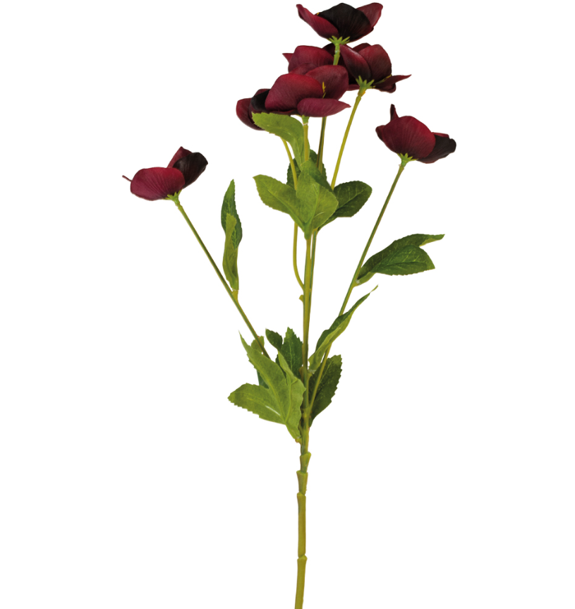 Hellabore Burgundy Spray