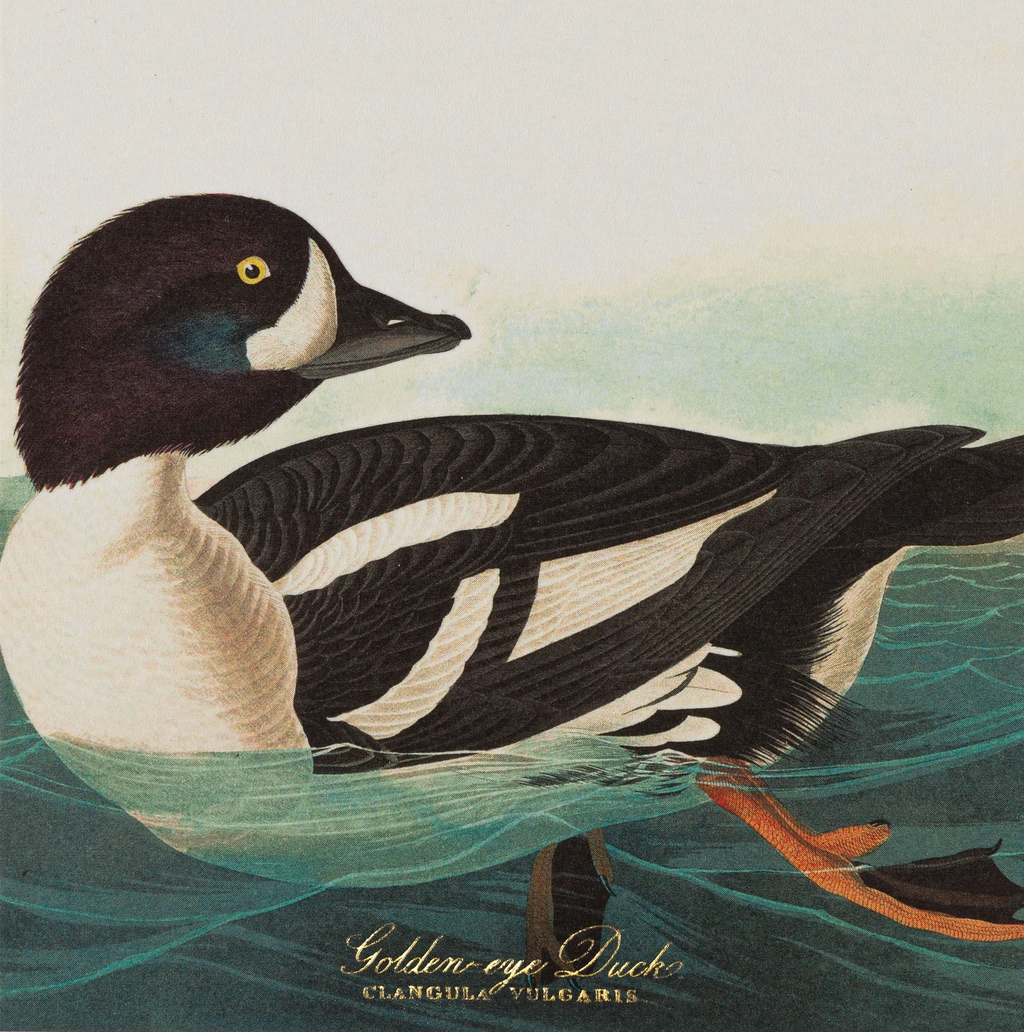 Golden-Eye Duck Safety Matches