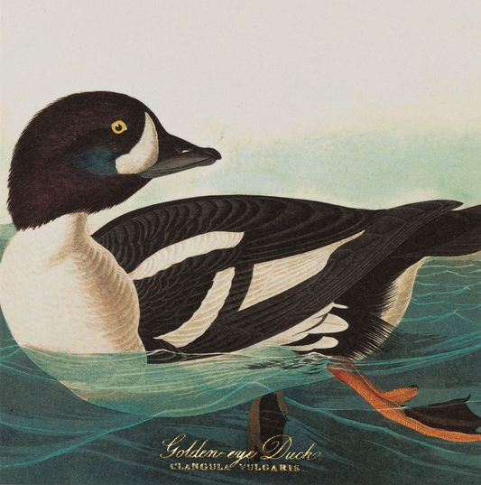 Golden-Eye Duck Safety Matches