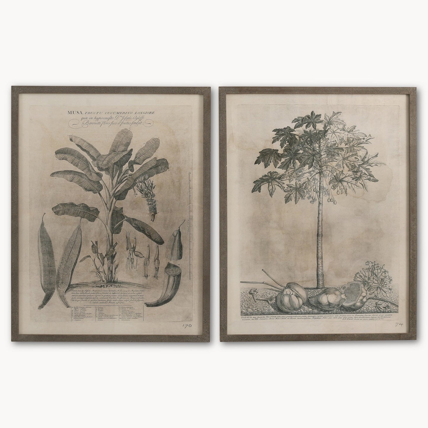 Musa Plantation Large Framed Print