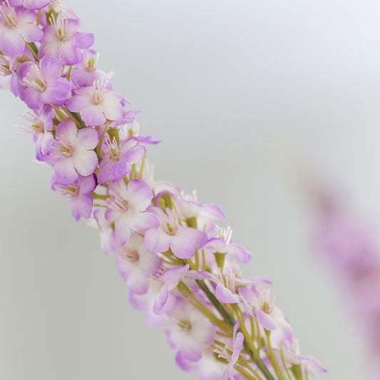 Pink Veronica Spray
