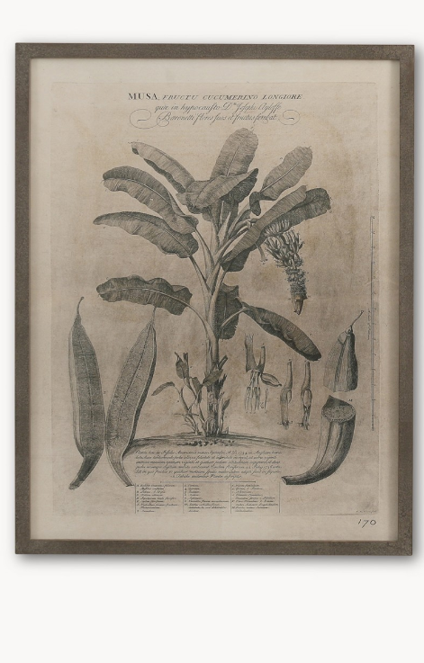 Musa Plantation Large Framed Print