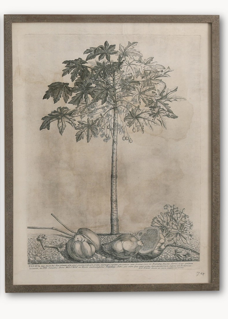 Papaya Plantation Large Framed Print