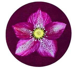 “Hellebore Adore” Design Placemat