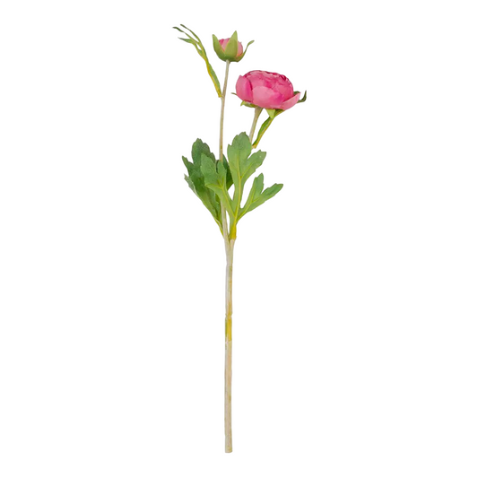 “Rununculus” – fresh pink