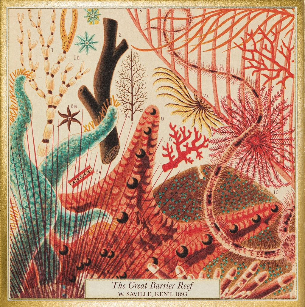 Great Barrier Reef Safety Matches