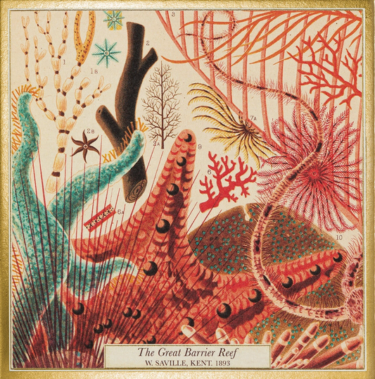 Great Barrier Reef Safety Matches