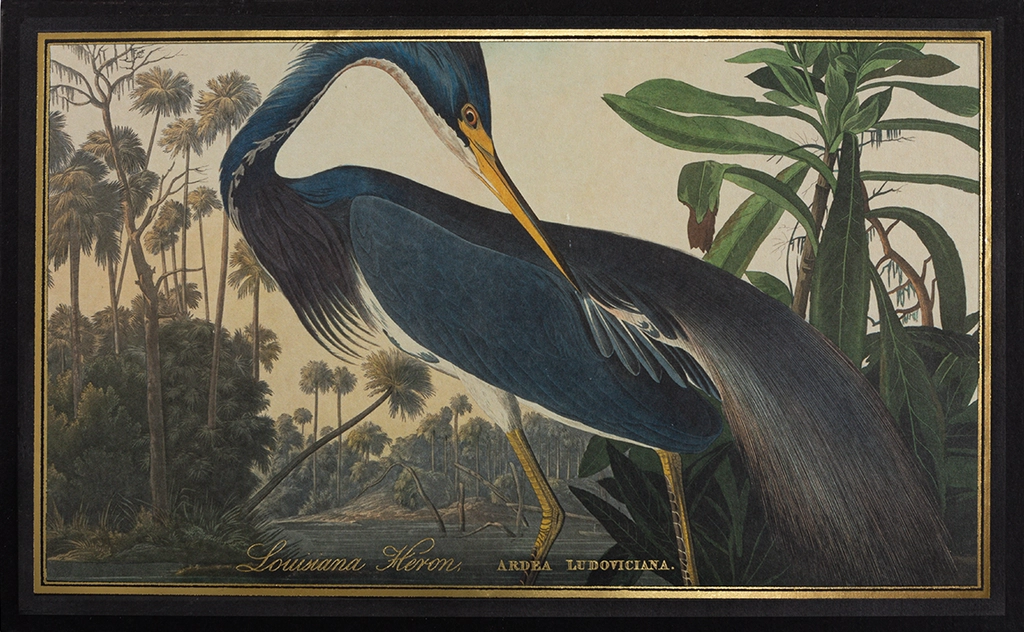 Louisiana Heron Giant Matches